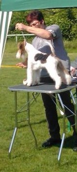 img225a2.jpg
